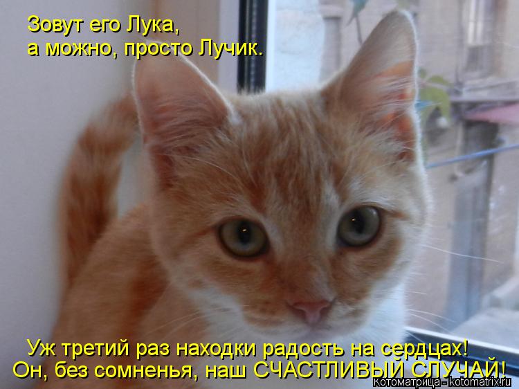 Котоматрица: Зовут его Лука, а можно, просто Лучик. Уж третий раз находки радость на сердцах! Он, без сомненья, наш СЧАСТЛИВЫЙ СЛУЧАЙ!