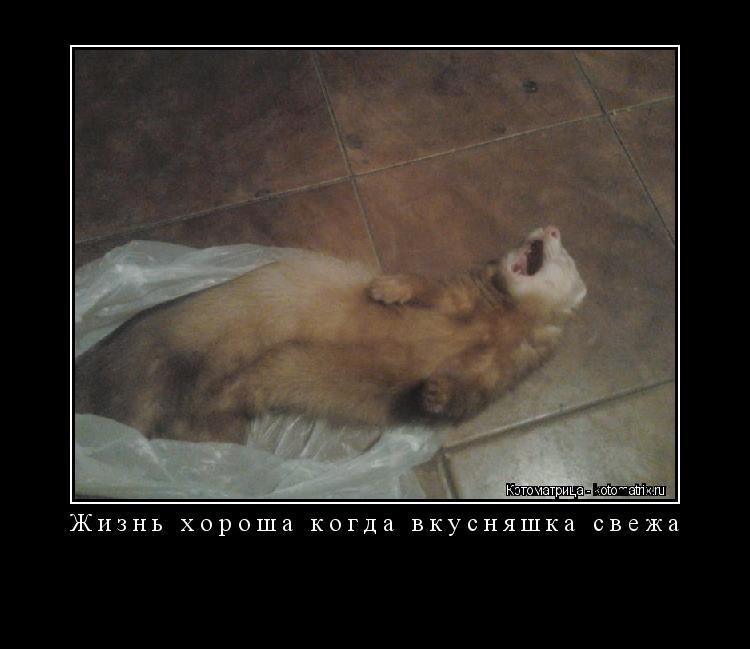 Котоматрица: Жизнь хороша когда вкусняшка свежа 