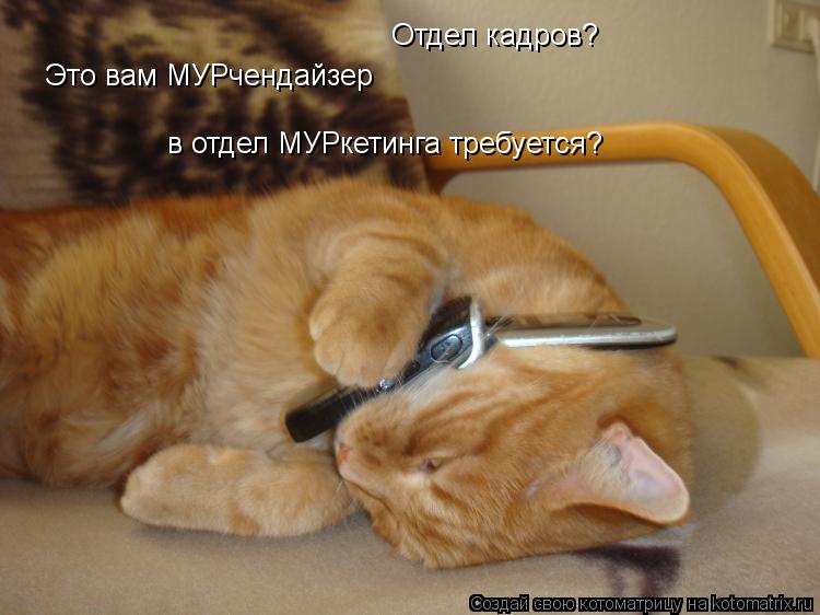 Отдел кадров? Это вам МУРчендайзер в отдел МУРкетинга требуется?... Котоматрица: Отдел кадров? Это вам МУРчендайзер в отдел МУРкетинга требуется?