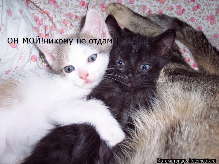 ОН МОЙ!никому не отдам!!... Котоматрица: ОН МОЙ!никому не отдам!!