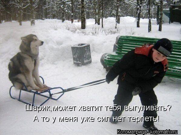 Шарик,может хватит тебя выгуливать? А то у меня уже сил нет терпеть!... Котоматрица: Шарик,может хватит тебя выгуливать? А то у меня уже сил нет терпеть!