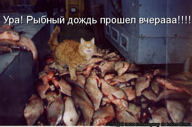 Котоматрица: Ура! Рыбный дождь прошел вчерааа!!!!!