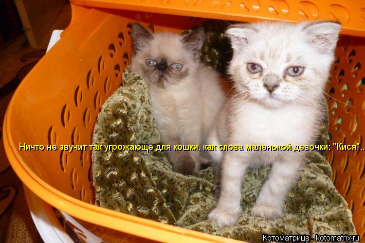 Ничто не звучит так угрожающе для кошки, как слова маленькой девочки: "Кися"..... Котоматрица: Ничто не звучит так угрожающе для кошки, как слова маленькой девочки: "Кися"..