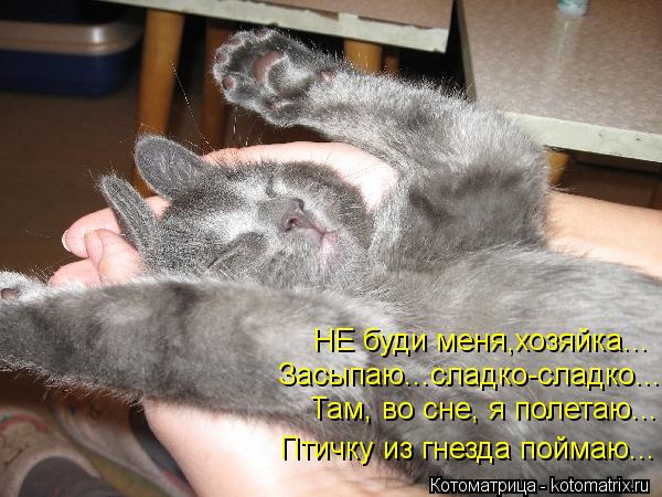 НЕ буди меня,хозяйка... Засыпаю...сладко-сладко... Там, во сне, я полетаю... Птичку из гнезда поймаю.... Котоматрица: НЕ буди меня,хозяйка... Засыпаю...сладко-сладко... Там, во сне, я полетаю... Птичку из гнезда поймаю...