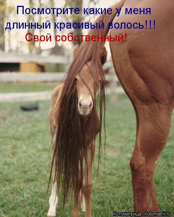 Посмотрите какие у меня длинный красивый волось!!! Свой собственный!... Котоматрица: Посмотрите какие у меня длинный красивый волось!!! Свой собственный!