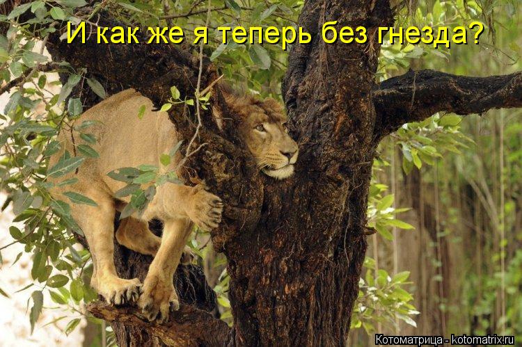 И как же я теперь без гнезда?... Котоматрица: И как же я теперь без гнезда?
