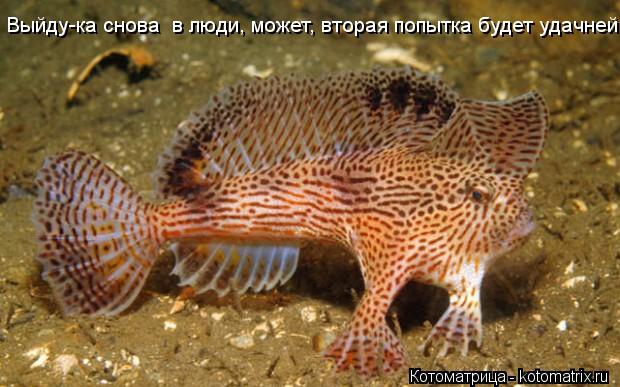 Котоматрица: Выйду-ка снова  в люди, может, вторая попытка будет удачней