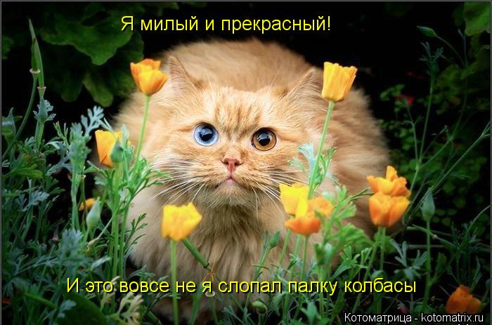 Котоматрица: Я милый и прекрасный! И это вовсе не я слопал палку колбасы