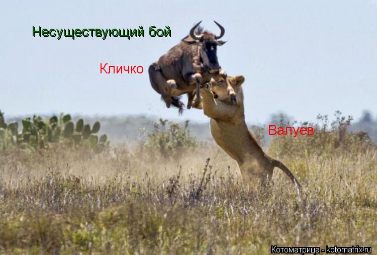Несуществующий бой Валуев Кличко... Котоматрица: Несуществующий бой Валуев Кличко