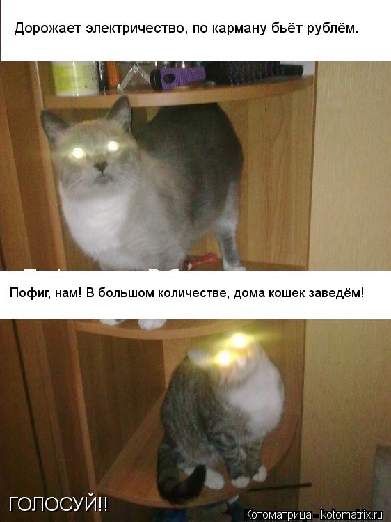 Дорожает электричество, по карману бьёт рублём. Пофиг, нам! В большом количестве, дома кошек заведём!... Котоматрица: Дорожает электричество, по карману бьёт рублём. Пофиг, нам! В большом количестве, дома кошек заведём! ГОЛОСУЙ!!