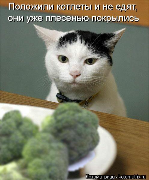 Положили котлеты и не едят, они уже плесенью покрылись... Котоматрица: Положили котлеты и не едят, они уже плесенью покрылись