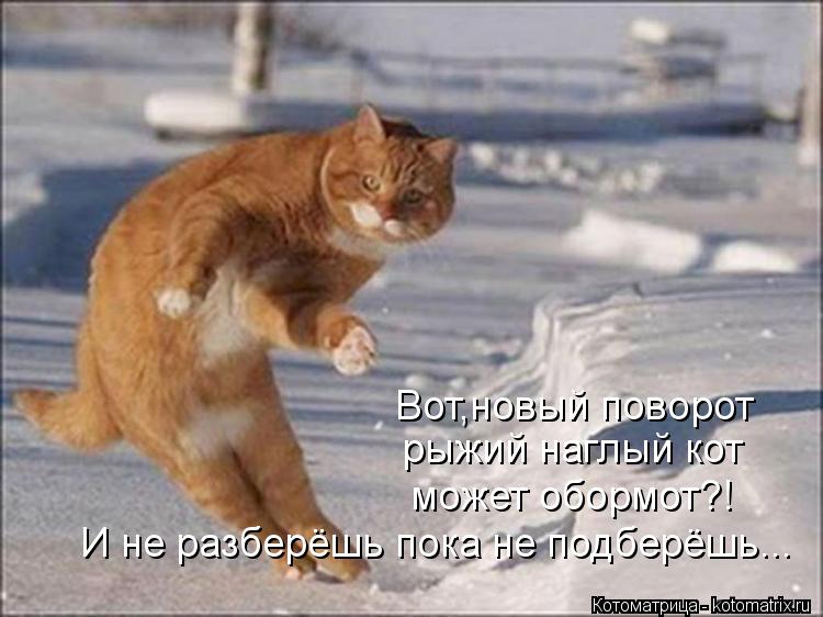 Вот,новый поворот рыжий наглый кот может обормот?! И не разберёшь пока не подберёшь...... Котоматрица: Вот,новый поворот рыжий наглый кот может обормот?! И не разберёшь пока не подберёшь...