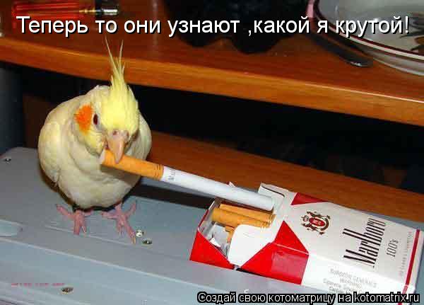 Котоматрица: Теперь то они узнают ,какой я крутой!