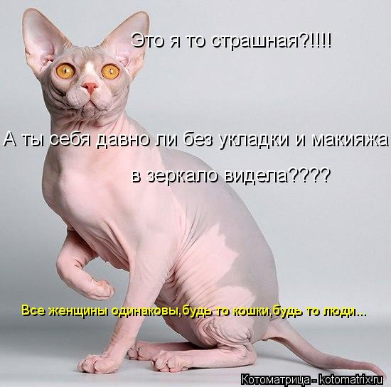 Это я то страшная?!!!! А ты себя давно ли без укладки и макияжа в зеркало видела???? Все женщины один... Котоматрица: Это я то страшная?!!!! А ты себя давно ли без укладки и макияжа в зеркало видела???? Все женщины одинаковы,будь то кошки,будь то люди...