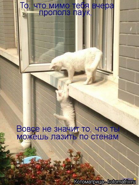 То, что мимо тебя вчера прополз паук, Вовсе не значит то, что ты можешь лазить по стенам... Котоматрица: То, что мимо тебя вчера прополз паук, Вовсе не значит то, что ты можешь лазить по стенам