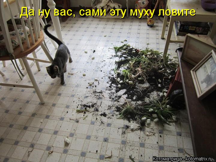 Да ну вас, сами эту муху ловите... Котоматрица: Да ну вас, сами эту муху ловите