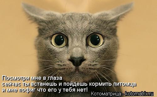 Посмотри мне в глаза сейчас ты встанешь и пойдешь кормить питомца и мне пофиг что его у тебя нет!... Котоматрица: Посмотри мне в глаза сейчас ты встанешь и пойдешь кормить питомца и мне пофиг что его у тебя нет!