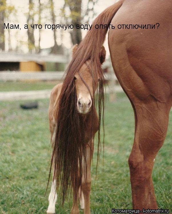 Мам, а что горячую воду опять отключили?... Котоматрица: Мам, а что горячую воду опять отключили?