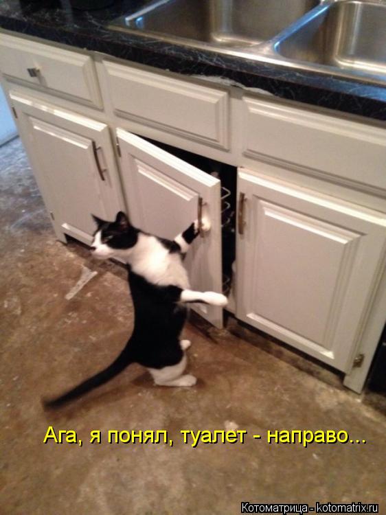 Ага, я понял, туалет - направо...... Котоматрица: Ага, я понял, туалет - направо...