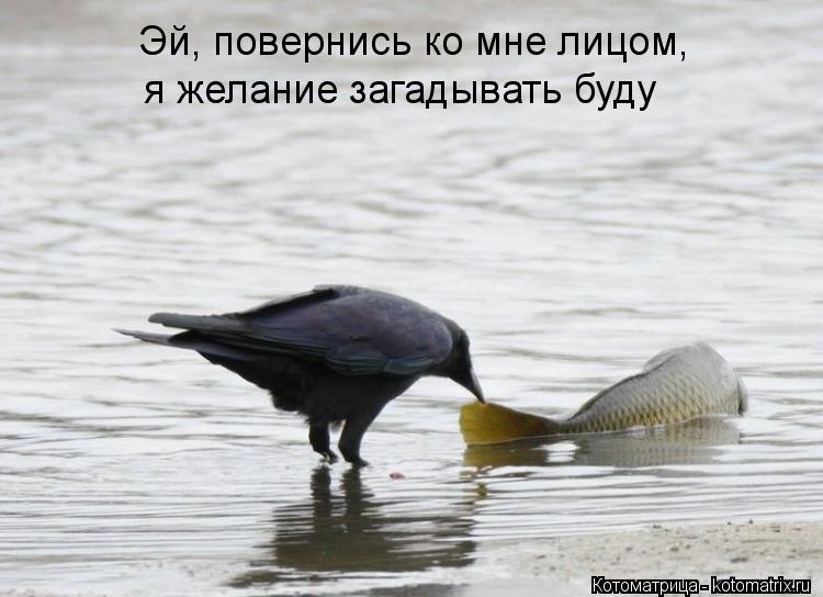Котоматрица: Эй, повернись ко мне лицом, я желание загадывать буду