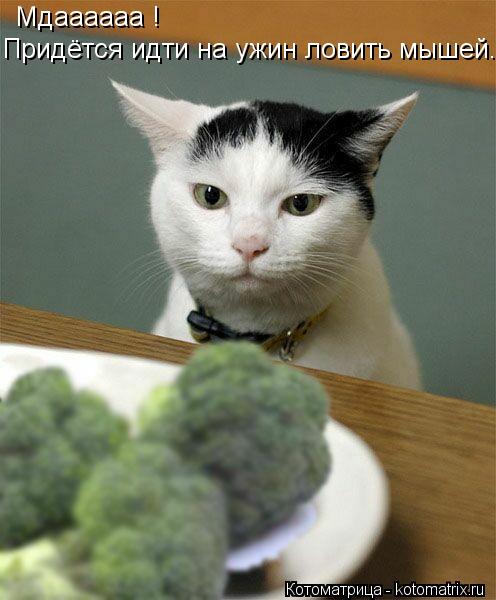 Мдаааааа ! Придётся идти на ужин ловить мышей.... Котоматрица: Мдаааааа ! Придётся идти на ужин ловить мышей.