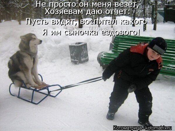 Котоматрица: Не просто он меня везет, Хозяевам даю отчет: Пусть видят, воспитал какого Я им сыночка ездового!