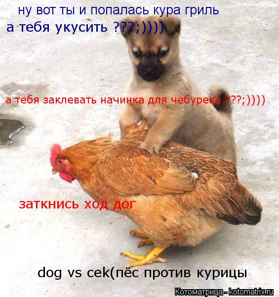 ну вот ты и попалась кура гриль заткнись ход дог а тебя укусить ???;)))) а тебя заклевать начинка дл... Котоматрица: ну вот ты и попалась кура гриль заткнись ход дог а тебя укусить ???;)))) а тебя заклевать начинка для чебурека ???;)))) dog vs cek(пёс против курицы