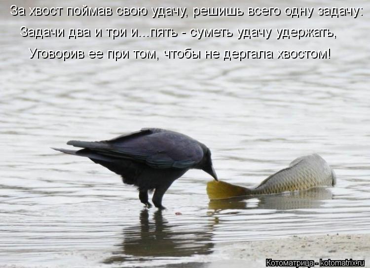 Котоматрица: За хвост поймав свою удачу, решишь всего одну задачу: Задачи два и три и...пять - суметь удачу удержать, Уговорив ее при том, чтобы не дергала х