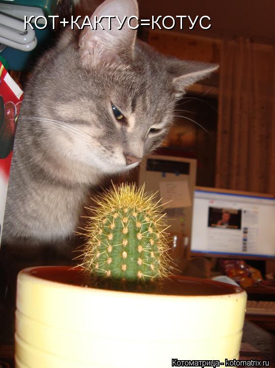 Котоматрица: КОТ+КАКТУС=КОТУС