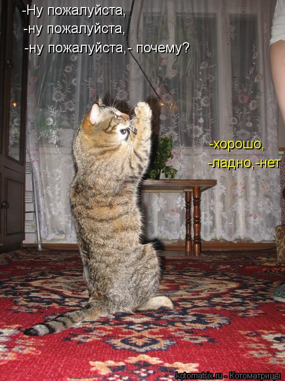 -Ну пожалуйста, -ну пожалуйста, -ладно,-нет -хорошо, -ну пожалуйста,- почему?... Котоматрица: -Ну пожалуйста, -ну пожалуйста, -ладно,-нет -хорошо, -ну пожалуйста,- почему?