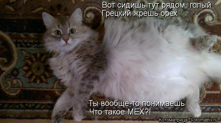 Вот сидишь тут рядом, голый Грецкий жрешь орех Ты вообще-то понимаешь Что такое МЕХ?!... Котоматрица: Вот сидишь тут рядом, голый Грецкий жрешь орех Ты вообще-то понимаешь Что такое МЕХ?!