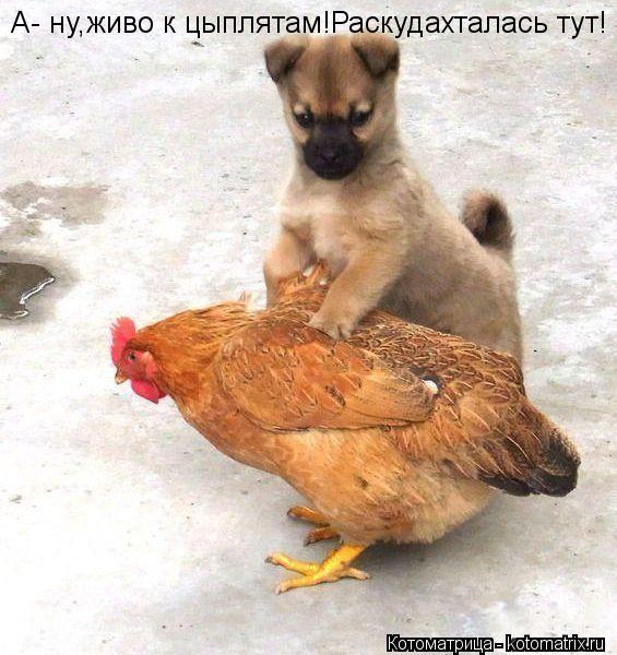 А- ну,живо к цыплятам!Раскудахталась тут!... Котоматрица: А- ну,живо к цыплятам!Раскудахталась тут!