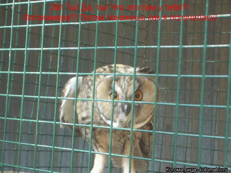 Эй! Ты! Да, ты! Что это там у тебя?! Фотокамера?! Потом покажешь как я получилась!... Котоматрица: Эй! Ты! Да, ты! Что это там у тебя?! Фотокамера?! Потом покажешь как я получилась!