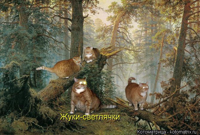 Котоматрица: Жуки-светлячки