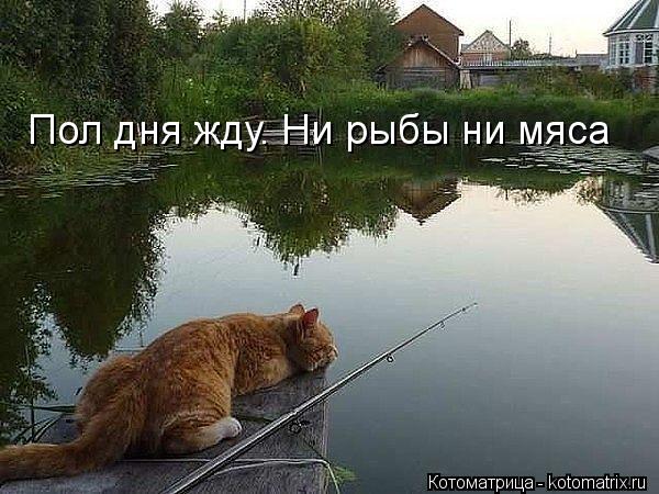 Пол дня жду. Ни рыбы ни мяса... Котоматрица: Пол дня жду. Ни рыбы ни мяса