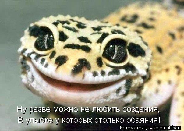 В улыбке у которых столько обаяния! Ну разве можно не любить создания,... Котоматрица: В улыбке у которых столько обаяния! Ну разве можно не любить создания,