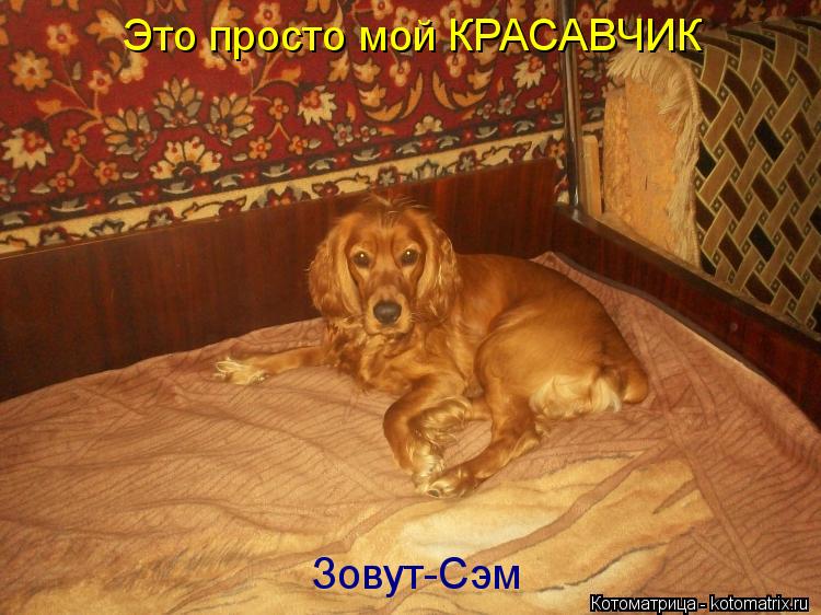 Это просто мой КРАСАВЧИК Зовут-Сэм... Котоматрица: Это просто мой КРАСАВЧИК Зовут-Сэм