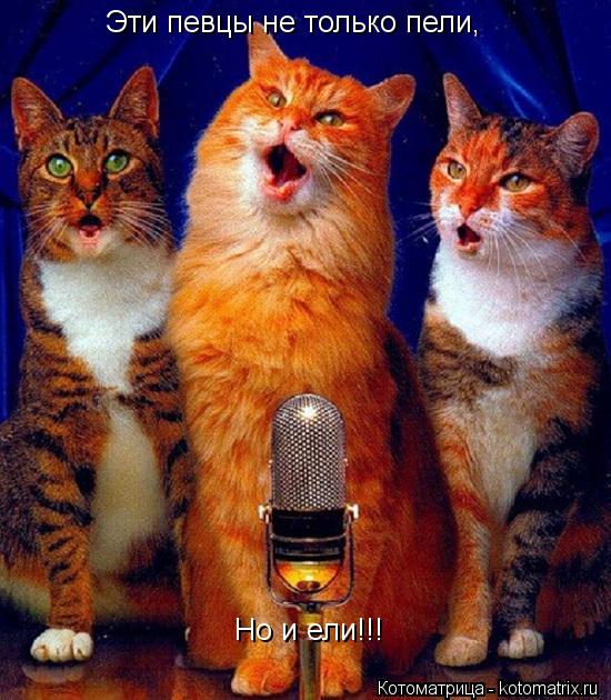 Котоматрица: Эти певцы не только пели, Но и ели!!!
