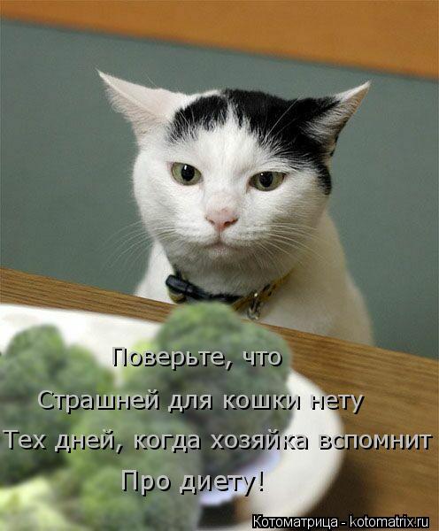Котоматрица: Поверьте, что  Страшней для кошки нету Тех дней, когда хозяйка вспомнит Про диету!