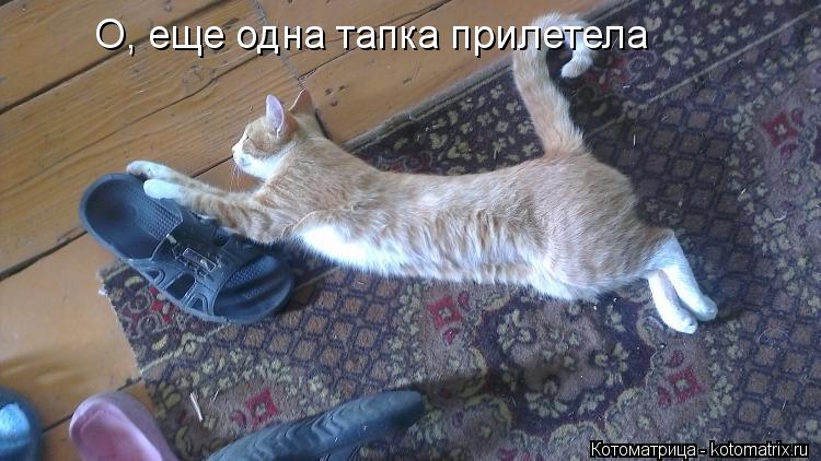 О, еще одна тапка прилетела... Котоматрица: О, еще одна тапка прилетела