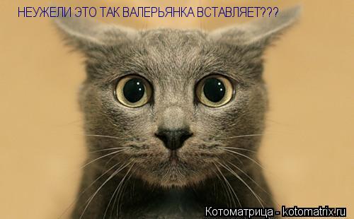НЕУЖЕЛИ ЭТО ТАК ВАЛЕРЬЯНКА ВСТАВЛЯЕТ???... Котоматрица: НЕУЖЕЛИ ЭТО ТАК ВАЛЕРЬЯНКА ВСТАВЛЯЕТ???