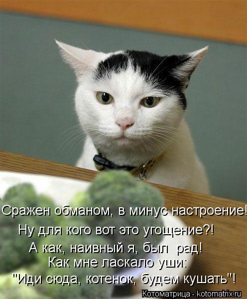 Котоматрица: Сражен обманом, в минус настроение! Ну для кого вот это угощение?! А как, наивный я, был  рад! Как мне ласкало уши: "Иди сюда, котенок, будем куша