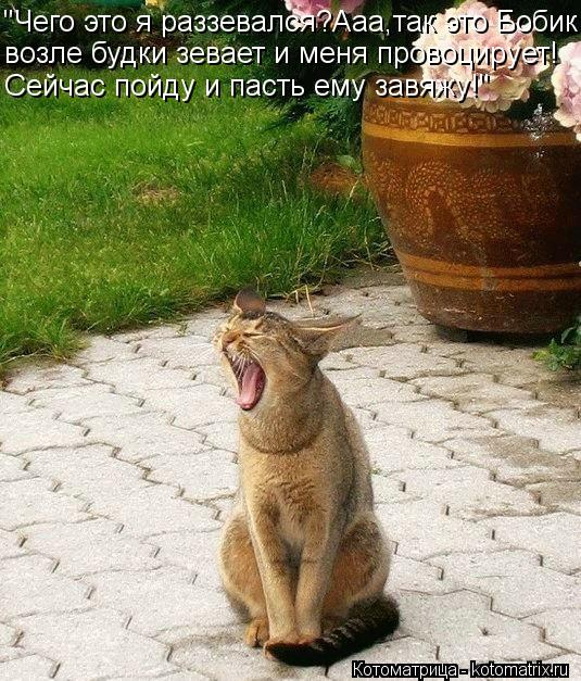 "Чего это я раззевался?Ааа,так это Бобик возле будки зевает и меня провоцирует! Сейчас пойду и пасть ... Котоматрица: "Чего это я раззевался?Ааа,так это Бобик возле будки зевает и меня провоцирует! Сейчас пойду и пасть ему завяжу!"