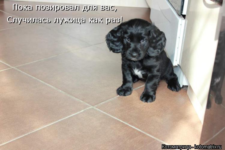 Пока позировал для вас, Случилась лужица как раз!... Котоматрица: Пока позировал для вас, Случилась лужица как раз!