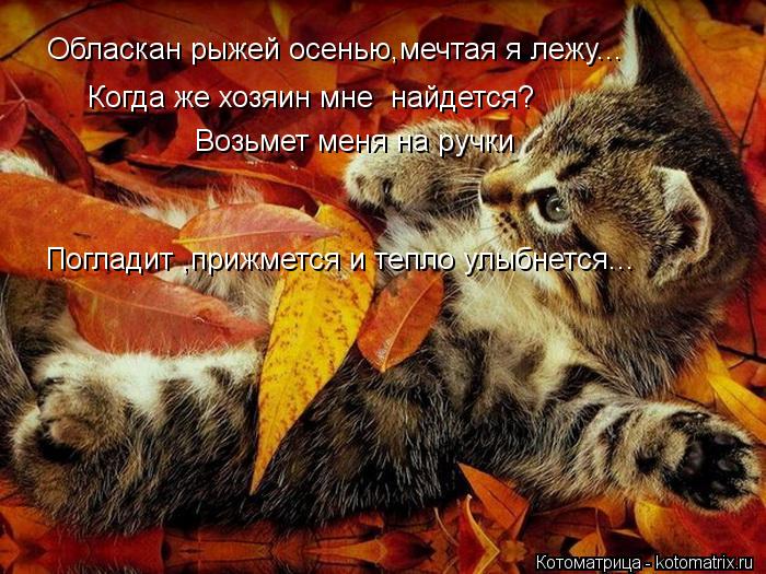Обласкан рыжей осенью,мечтая я лежу... Когда же хозяин мне найдется? Возьмет меня на ручки Погладит ... Котоматрица: Обласкан рыжей осенью,мечтая я лежу... Когда же хозяин мне найдется? Возьмет меня на ручки Погладит ,прижмется и тепло улыбнется...