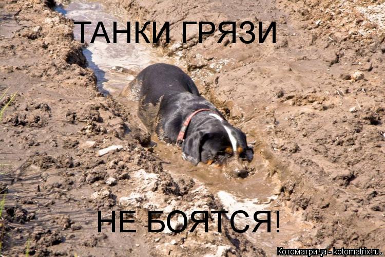 ТАНКИ ГРЯЗИ НЕ БОЯТСЯ!... Котоматрица: ТАНКИ ГРЯЗИ НЕ БОЯТСЯ!