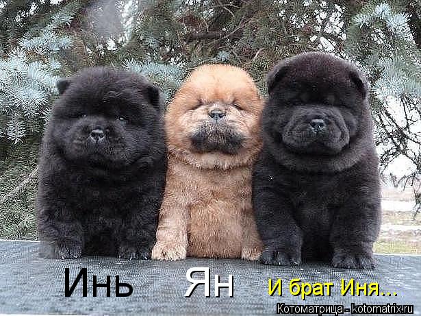 Ян И брат Иня... Инь... Котоматрица: Ян И брат Иня... Инь