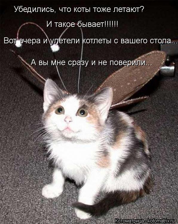 Котоматрица: Убедились, что коты тоже летают? Вот вчера и улетели котлеты с вашего стола.... И такое бывает!!!!!! А вы мне сразу и не поверили...