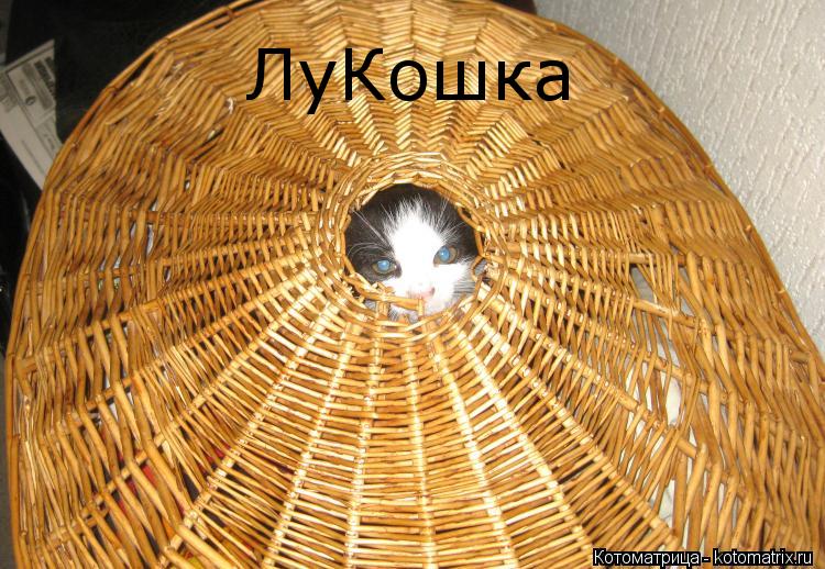 ЛуКошка... Котоматрица: ЛуКошка