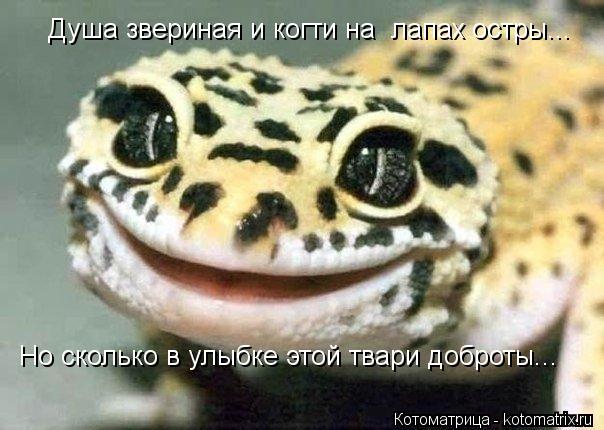 Душа звериная и когти на лапах остры... Но сколько в улыбке этой твари доброты...... Котоматрица: Душа звериная и когти на лапах остры... Но сколько в улыбке этой твари доброты...